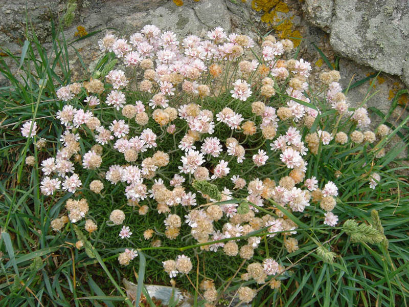 Armeria pubigera
